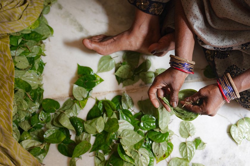 In its one year life, a Magahi betel plant produces at least 50 leaves. A leaf is sold for a rupee or two in local markets as well as in the wholesale mandi of Banaras in Uttar Pradesh. It is a cash crop, but the Bihar government considers it as horticulture, hence farmers do not get benefits of agricultural schemes