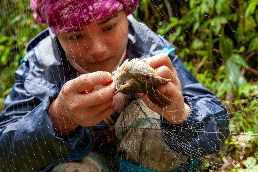 Left: Dema gently untangling a White-gorgeted Flycatcher from the mist-nets. These are fine nets set up in areas of dense foliage. Birds cannot see them and hence, fly into them, getting caught.