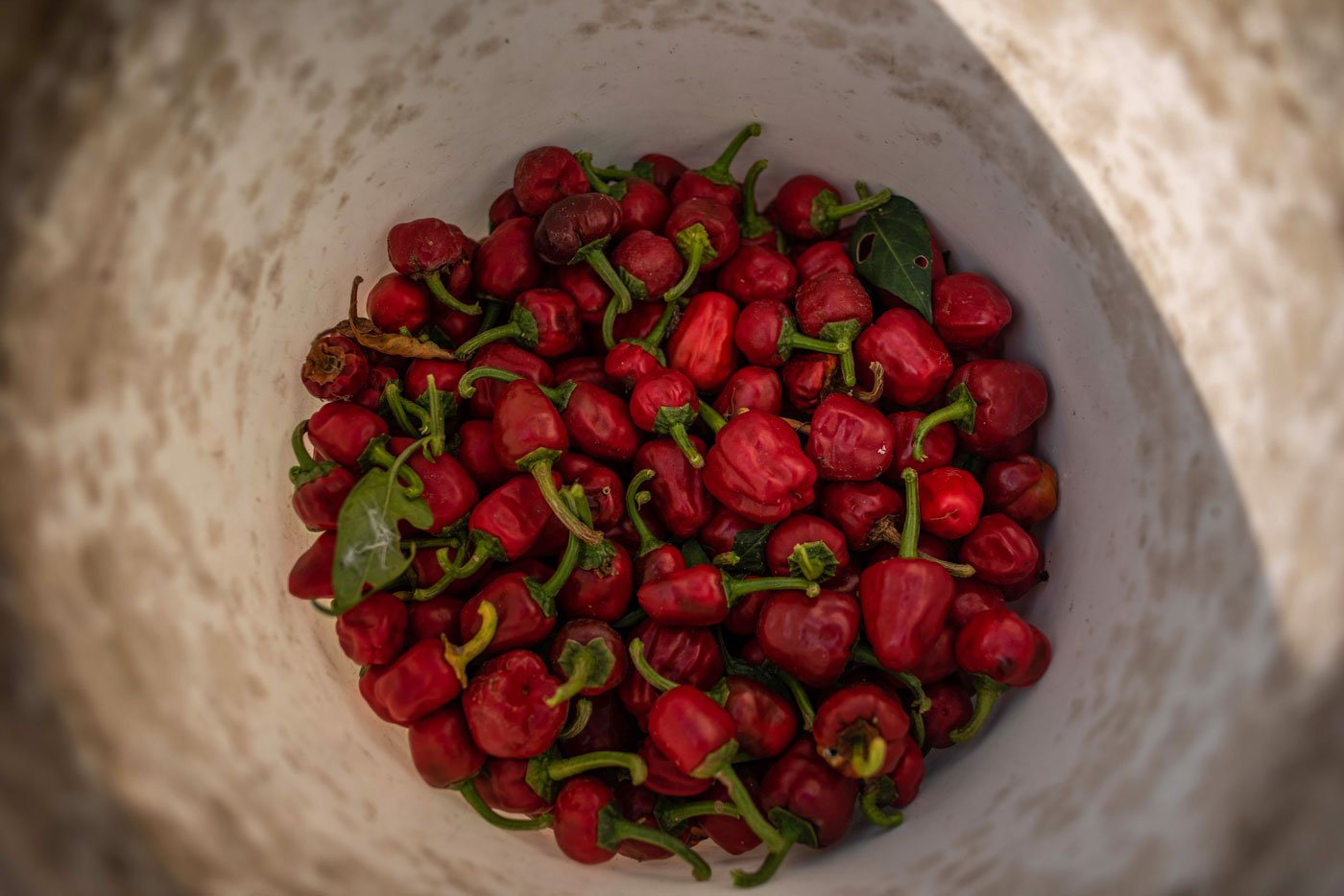 Ambika plucks chillies and drops them in a paint bucket. Ramnad mundu, also known as sambhar chilli in Chennai, when ground makes puli kozhambu (a tangy tamarind gravy) thick and tasty