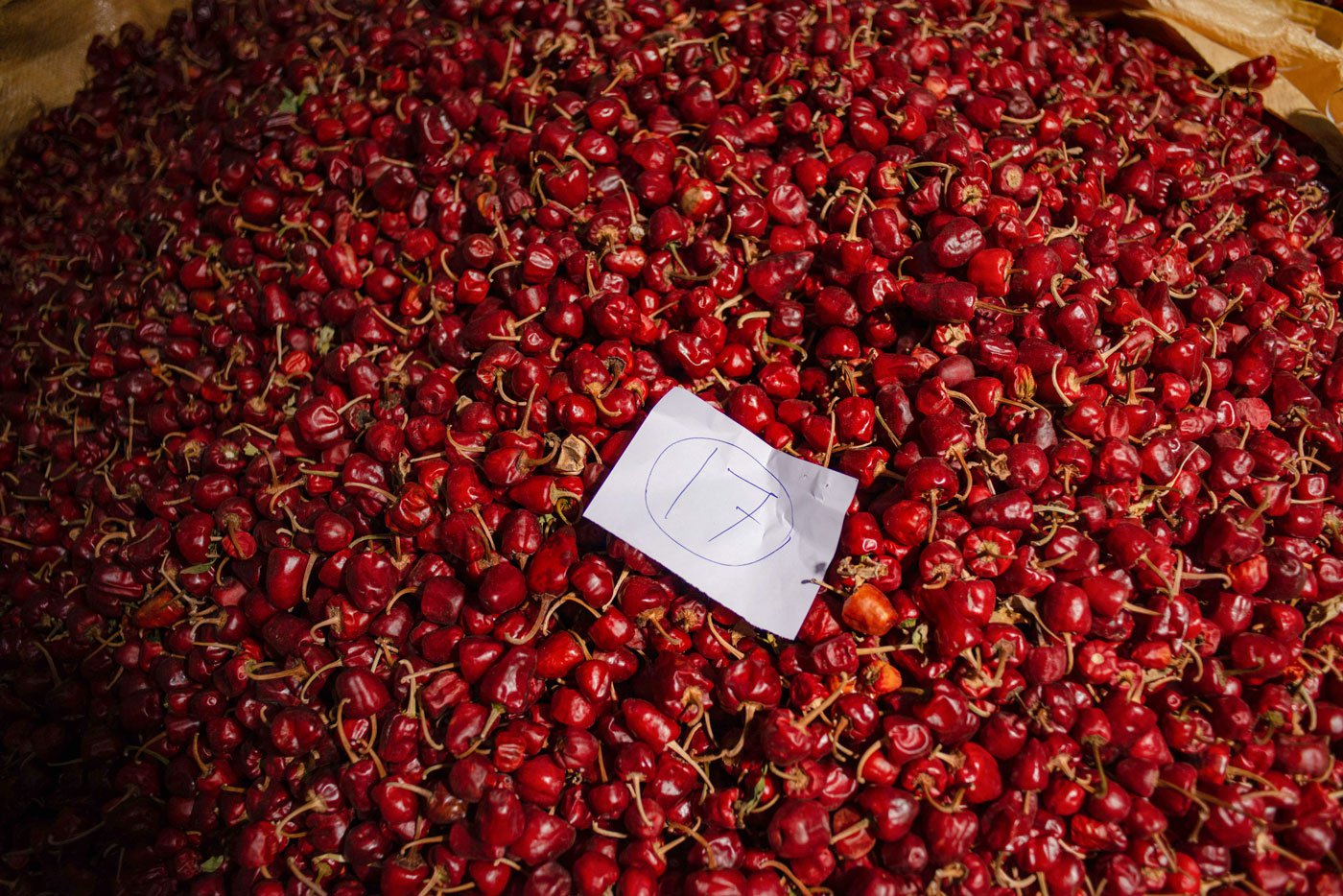 A lot of mundu chillies in the trader shop. The cultivation of chilli is hard because of high production costs, expensive harvesting and intensive labour