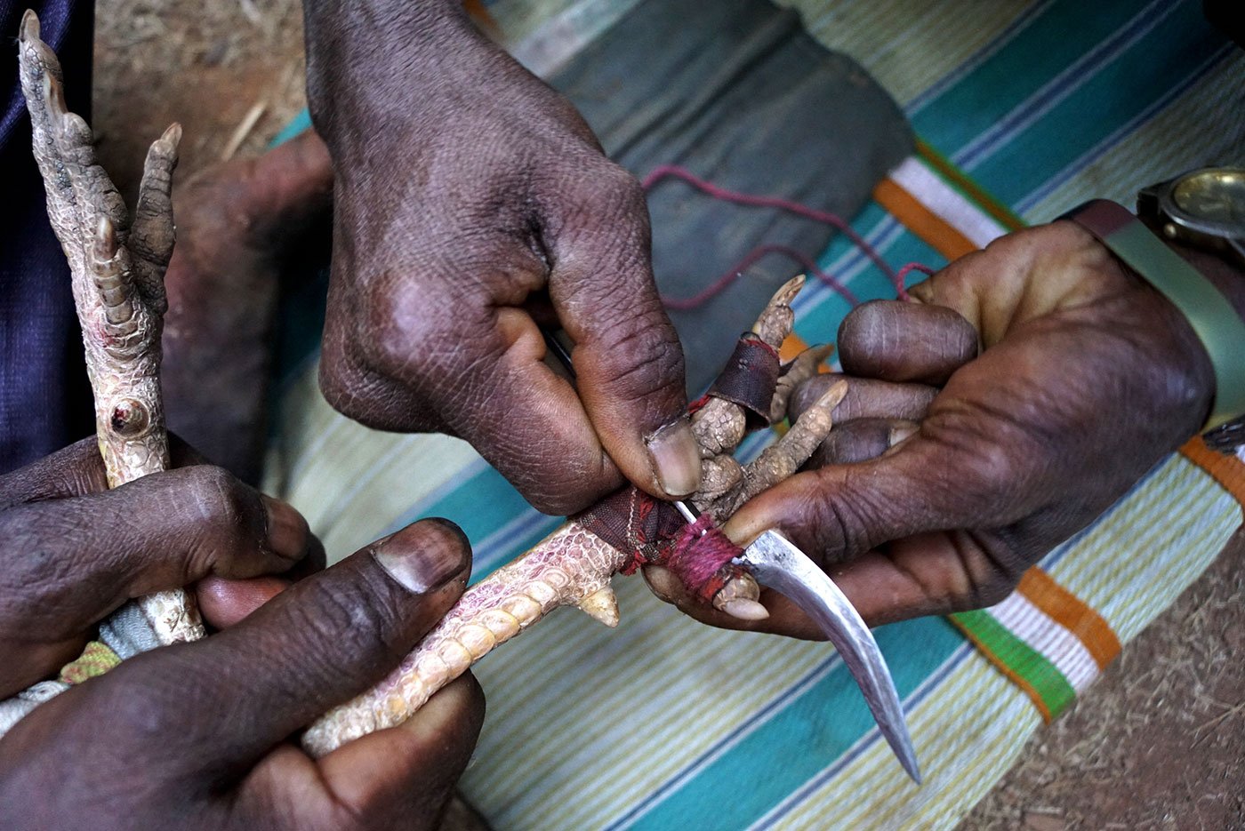 The small knife used in cockfighting being attached to the leg of the cock