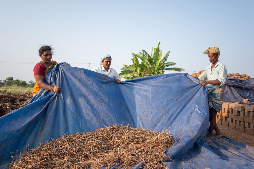 Priya helps gather the stalks (left). Gopal then carries it (right) to one side of the field. It will later be burnt