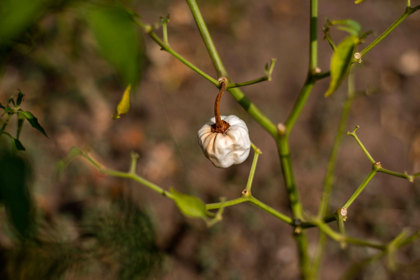 Changing rain patterns affect the harvest. Damaged chillies turn white and fall down