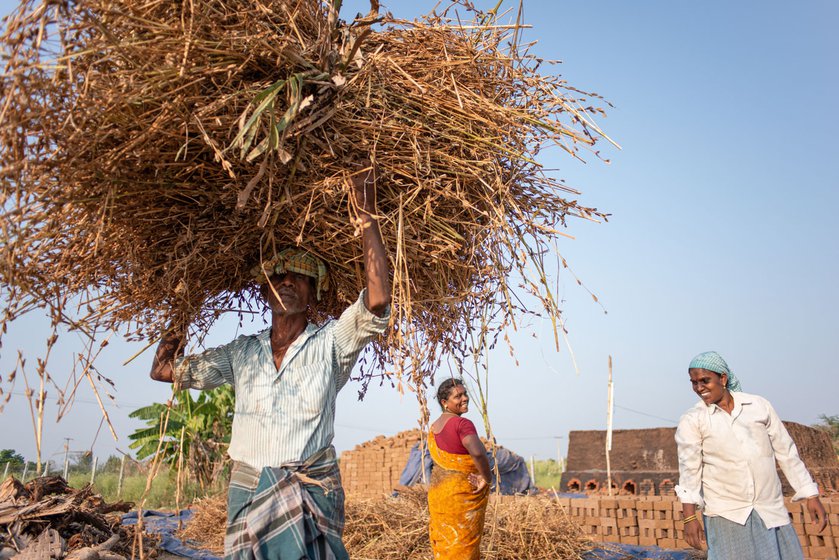 Priya helps gather the stalks (left). Gopal then carries it (right) to one side of the field. It will later be burnt.