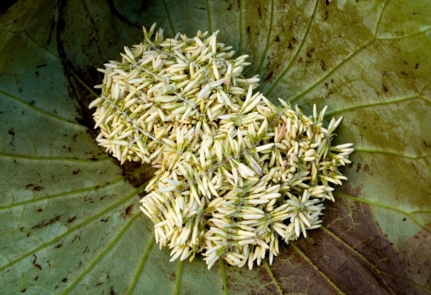 Jathi malli strung together in a bundle