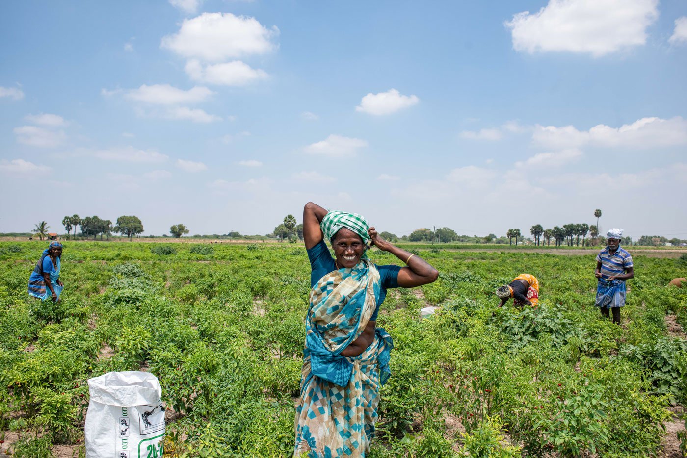 Adaikalaselvi adjusting her head towel and working in her chilli field