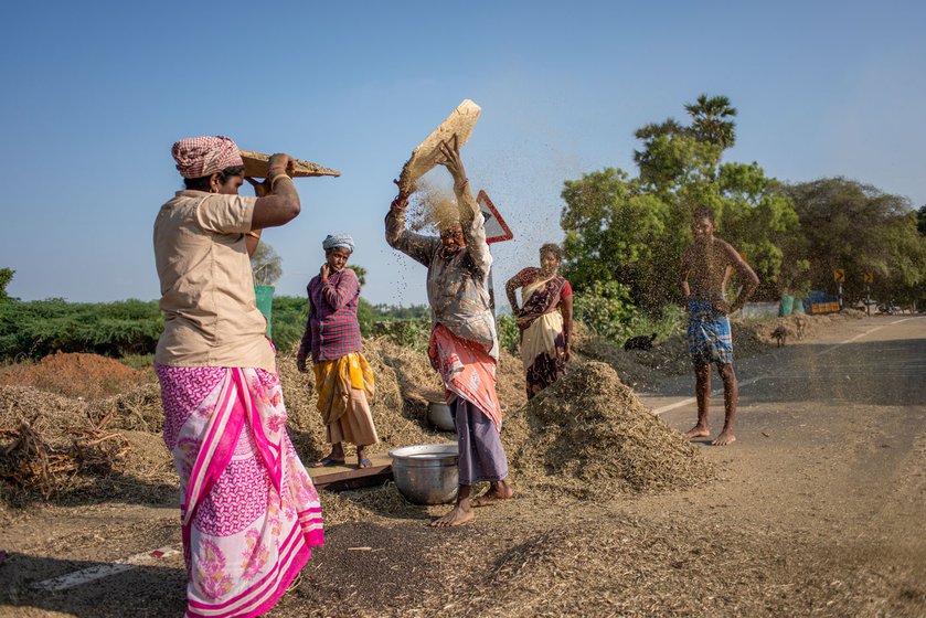 Women workers winnow (left) the freshly harvested black gram after which they clean and sort (right)