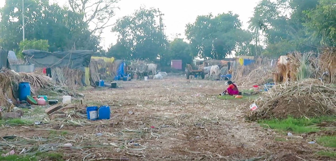 Khopyas (thatched huts) of migrant sugarcane workers of Rajaram Sugar Factory in Kolhapur district