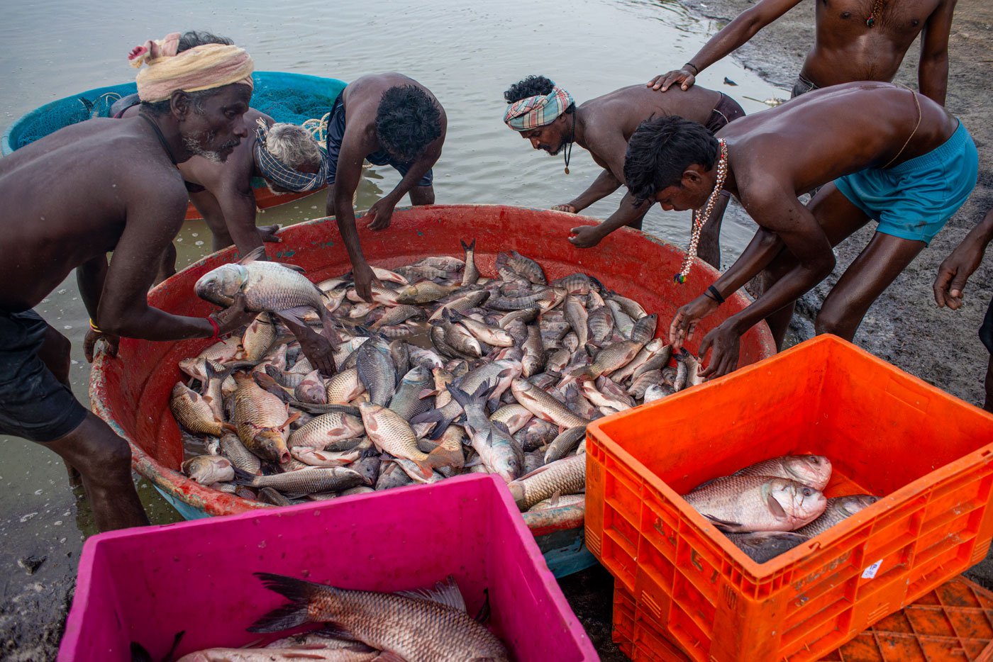 They are transferring their catch from coracle to ice box to be transported for sale in other districts