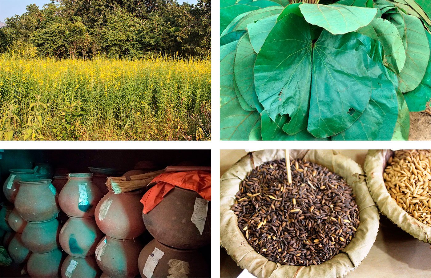 Top left - alsi
Top right - siali leaves
Bottom left - seed storage
Bottom right - rice seeds