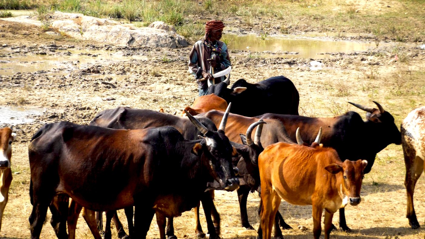 Cowherd and his cattle