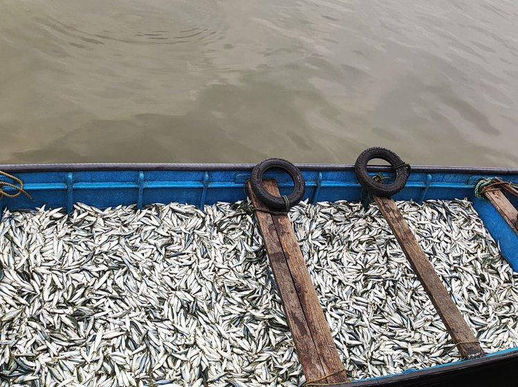 Loaders pack the fish after unloading from the boats (left) and bring them back to the harbour where they will be taken for sale