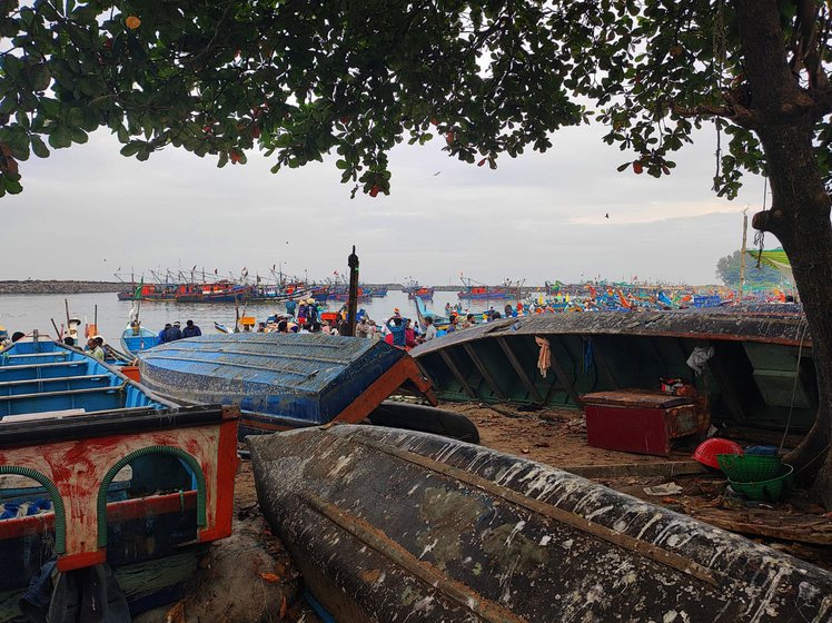 Loaders pack the fish after unloading from the boats (left) and bring them back to the harbour where they will be taken for sale