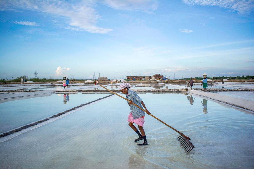 For two weeks, the women drag behind them a very heavy iron rake with which they stir the water every morning. After about 15 days, both men and women gather the salt using a huge wooden paddle