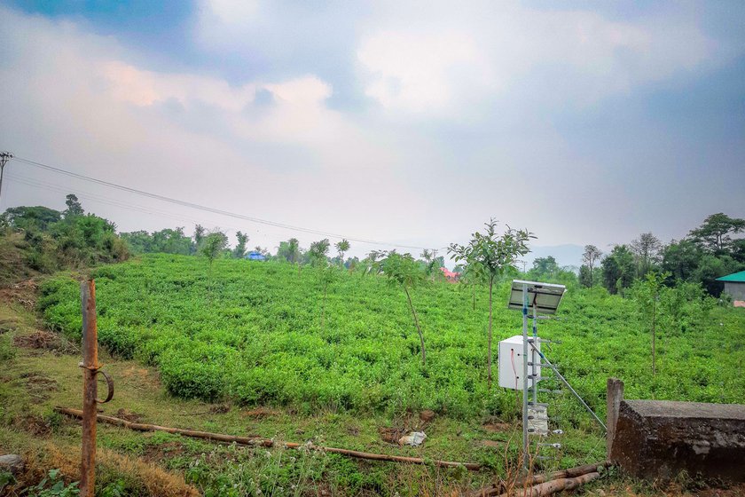 Left: Many tea gardens in Kangra district have been abandoned.