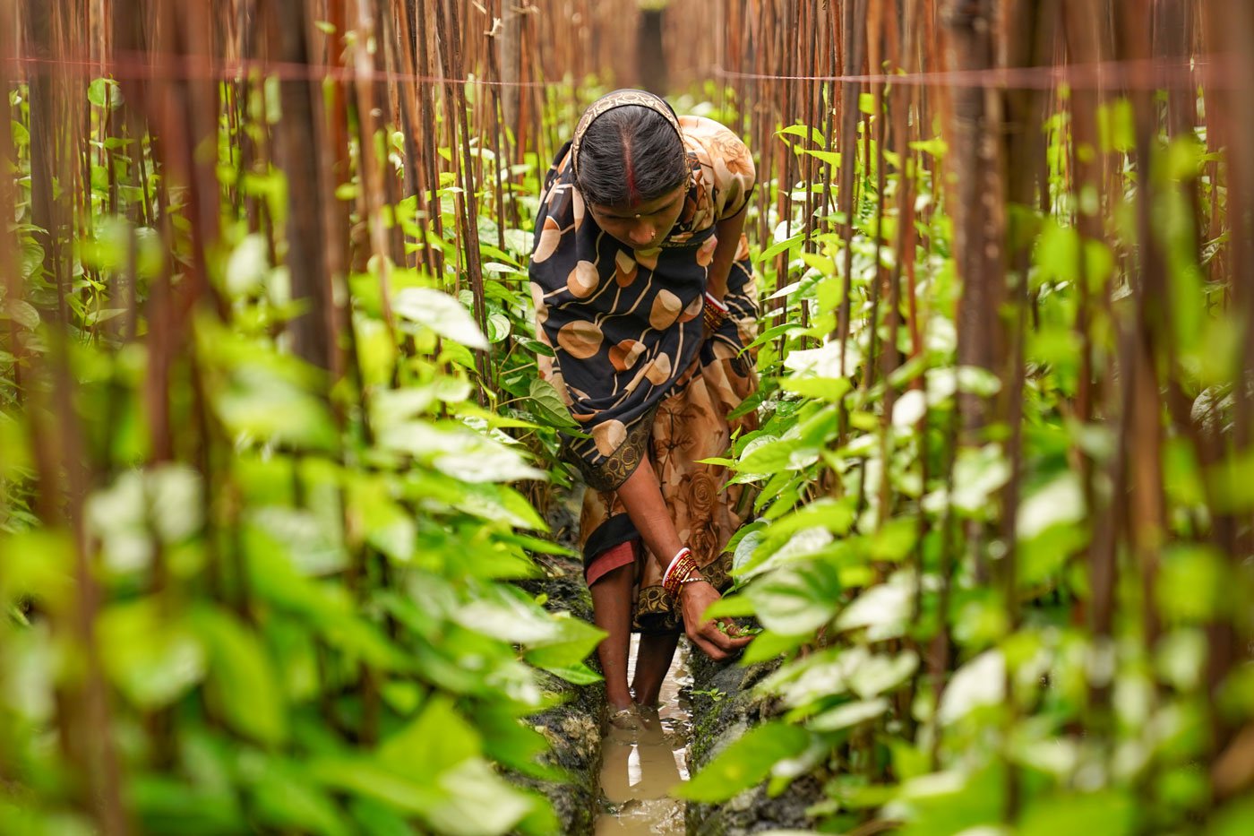 Although Ajay's wife, Ganga Devi has her own bareja , losses have forced her to also seek wage work outside