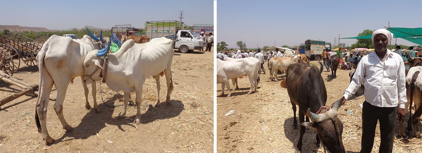 Two cows at Adul cattle market, Gore with his bull he wants to sell at the market