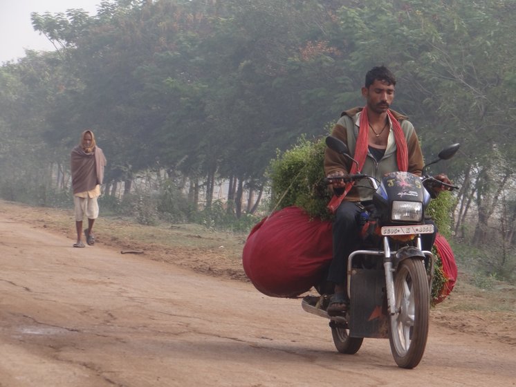  Bhagauli walks to sell the fodder in town