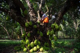 தமிழ்நாட்டில் பலாப்பழச் சாகுபடியின் பல்வேறு பரிமாணங்கள்