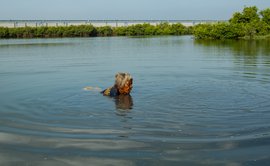 Govindamma Velu: still catching prawns at 77