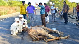 कच्छ: हिरासत के बाद, ऊंटन के जिनगी आउर मौत से लड़ाई