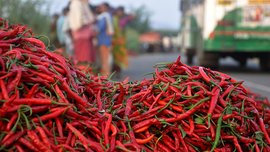 লংকা খেতের সন্তানেরা