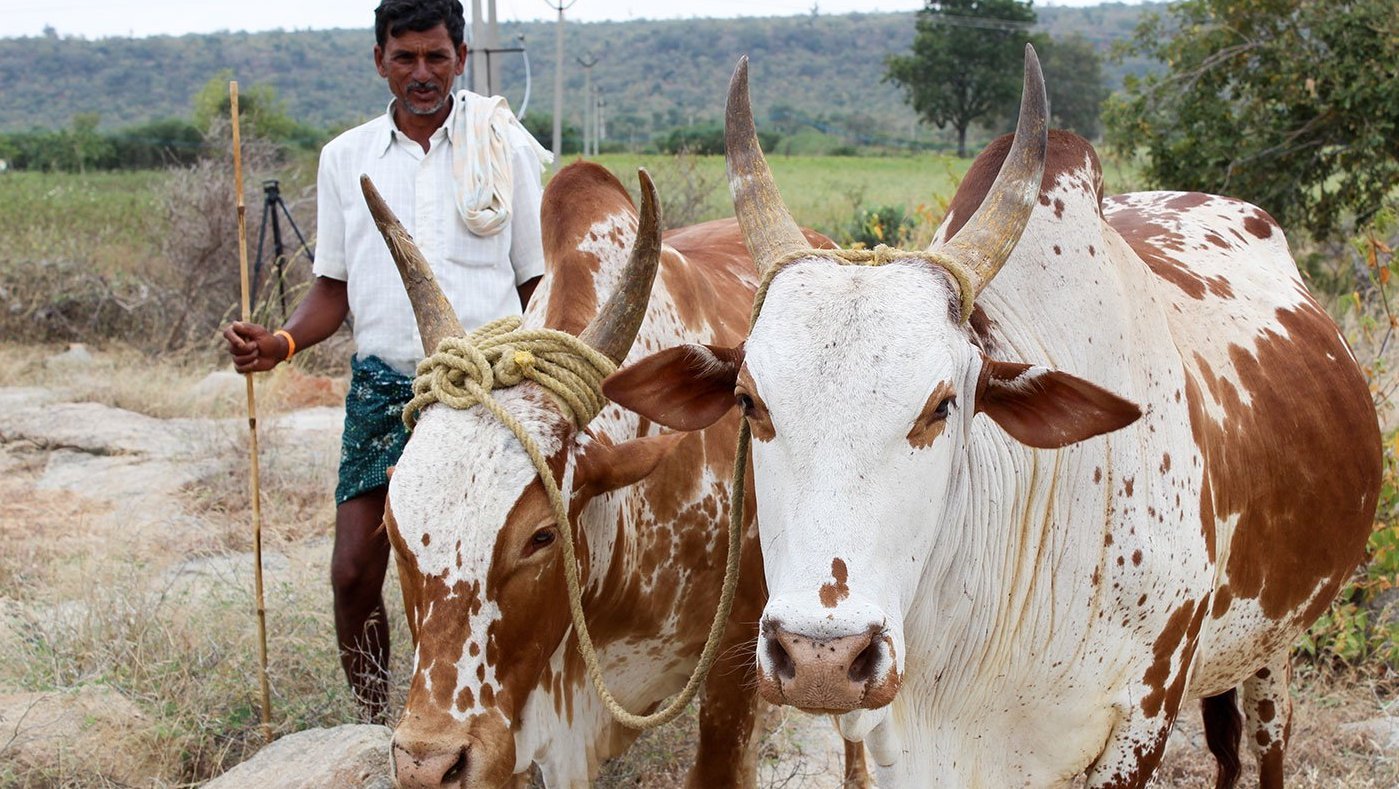 Man with cattle in open field