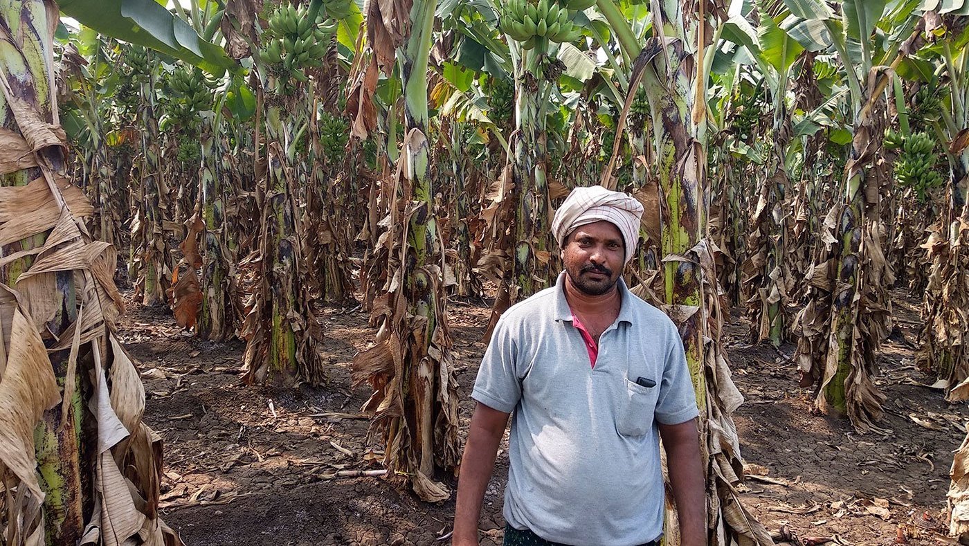 Man standing in banana plantation