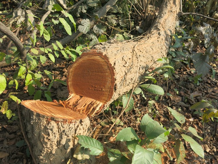 Left: The road to Patrapali village winds through dense community-conserved forests. Right: In the mixed deciduous forests of Talabira village, these giant sal and mahua trees lie axed to the ground 