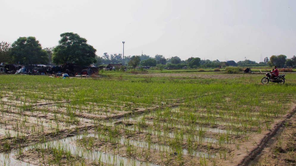 Vijender’s one acre plot in Bela Estate (left), where he shows us the shrunken chillies and shrivelled brinjals (right) that will not bloom this season