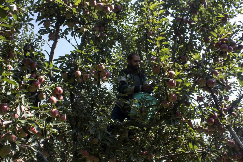 A 32-year-old trader, who asked not to be named, told me, “All my work is done on the mobile phone – calling labourers to come to the orchard, speaking with people at the sorting and packing centres, speaking to my trader contacts in Delhi, speaking to the truck drivers and transporters after dispatching the produce. When the government blocked phone networks, our day to day work was severely hit”