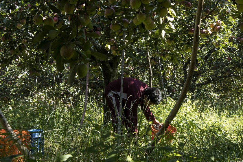 In central Kashmir, in Munipapy village of Budgam district, which I visited in mid-October, residents estimate that over 200 households own apple orchards. The traders dispatch truckloads of fresh fruit, including apples and pears, from Kashmir to Delhi’s markets through the months of July to November