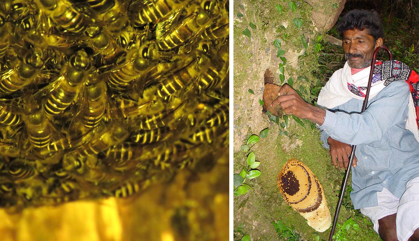 Hive of bees, honey gatherer removing a stone that covers the entrance to a bee hive