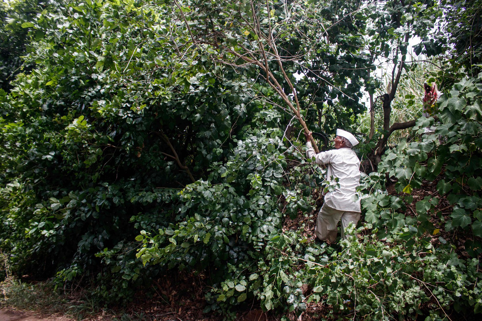 Building a jhopdi has become difficult as the necessary raw materials are no longer easily available. Narayan spent over a week looking for the best raw materials and was often at risk from thorns and sharp ends