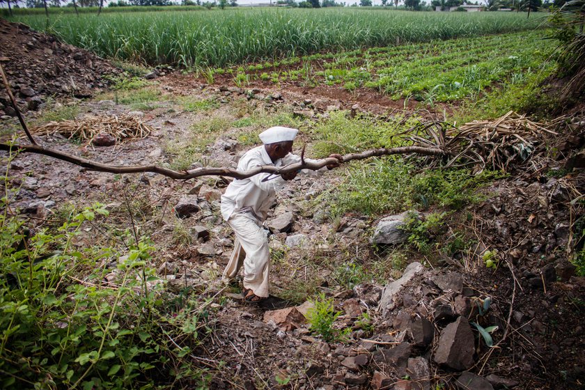 Narayan carries a 14-feet tall agave stem on his shoulder (left) from his field which is around 400 metres away. Agave stems are so strong that often sickles bend and Narayan shows how one of his strongest sickles was bent (right) while cutting the agave stem