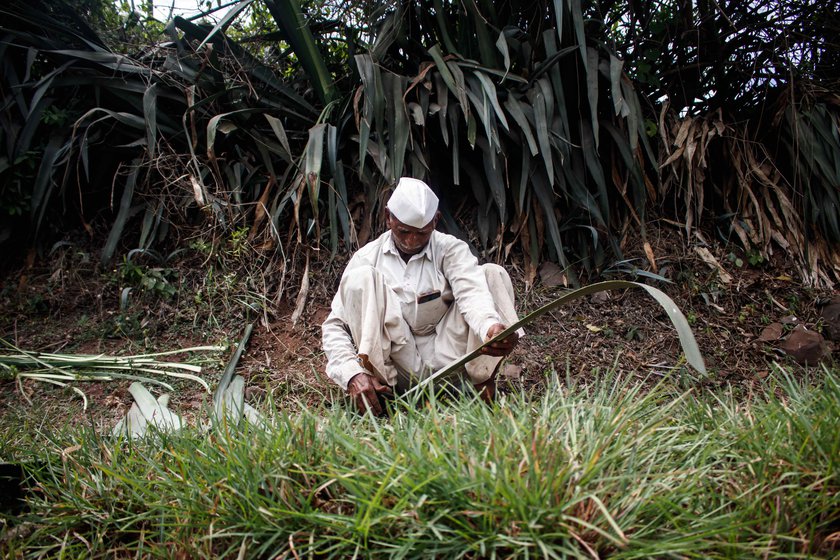 Vishnu Bhosale shaves the bamboo stems to ensure they are in the proper size and shape. Narayan extracting the fibre from Agave leaves which are used to tie the rafters and horizontal wooden stems