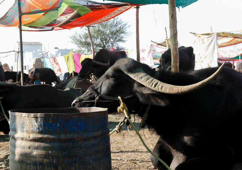 Cattle camp