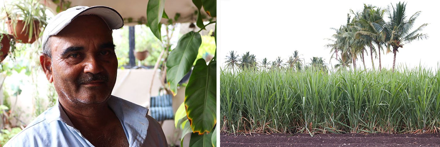 Maruti Nirmal, sugarcane field