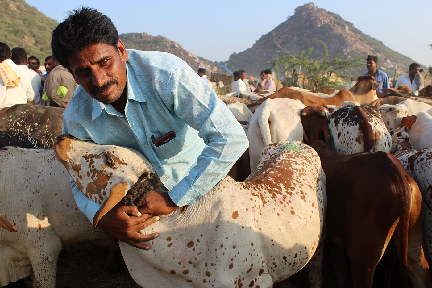 Man holding his cow