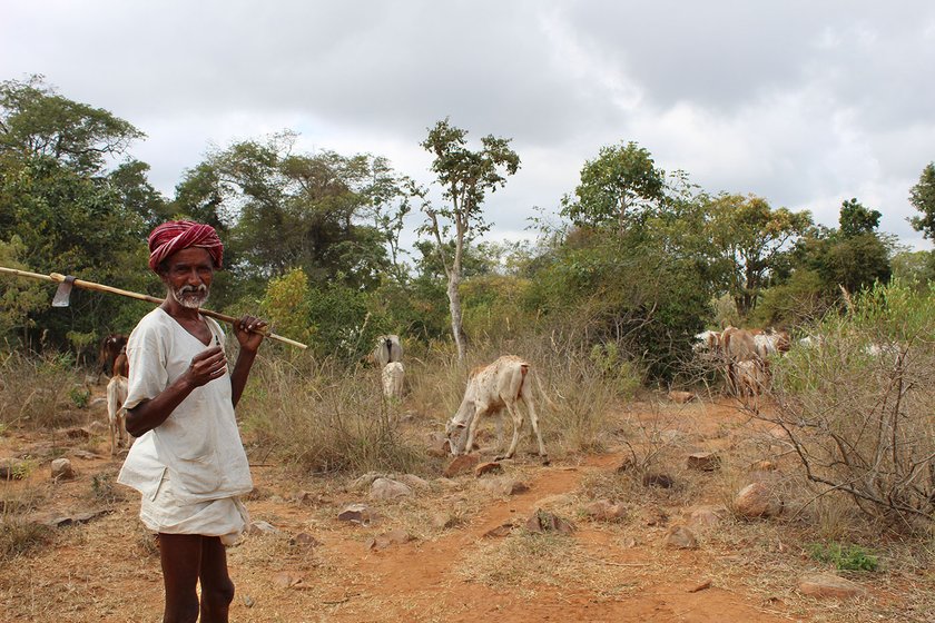 Man watching over his cattle