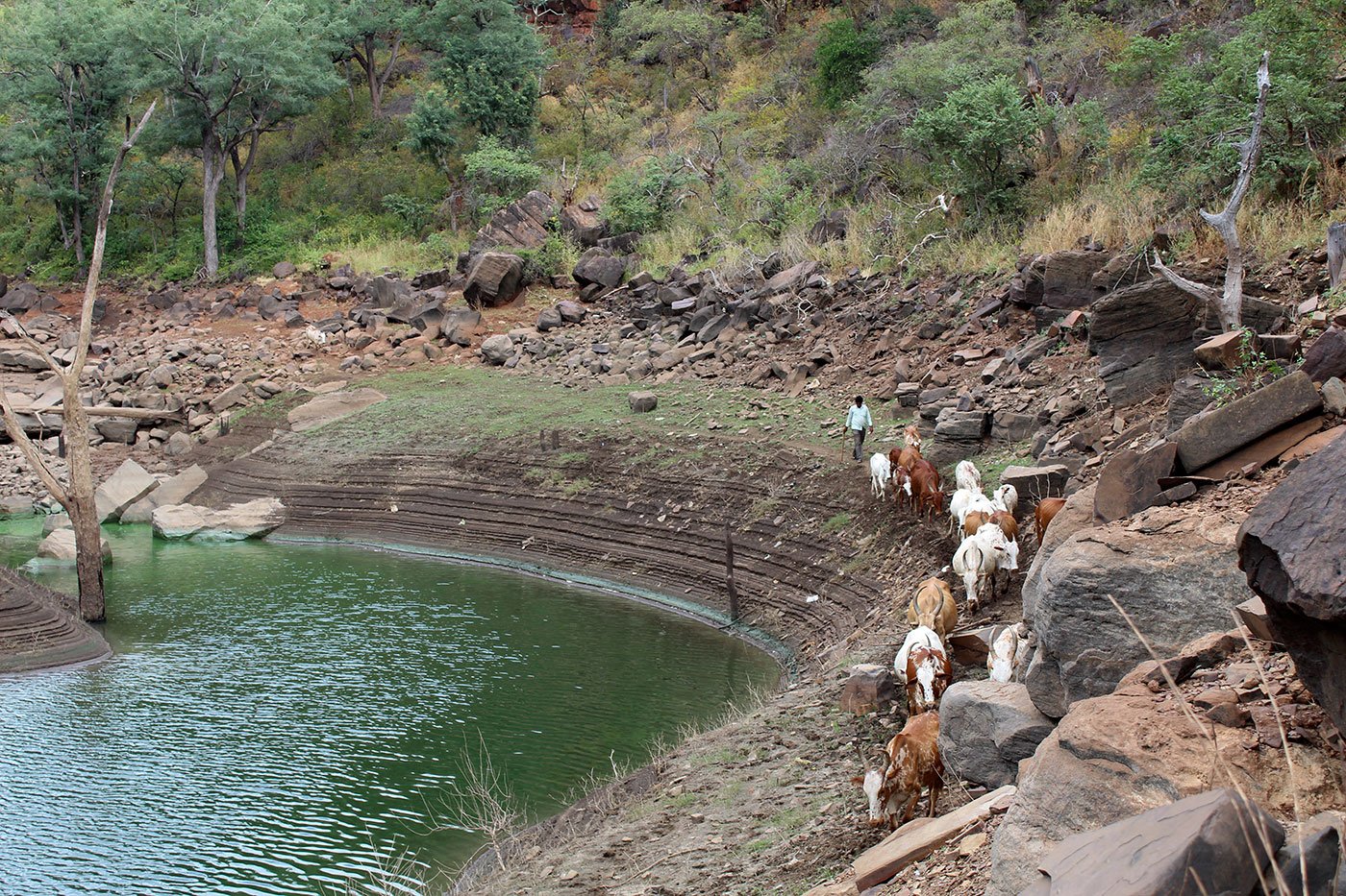 Man taking his cattles for grazing